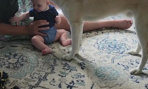 Blind Husky Loves Baby