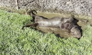 Dog Becomes Double Chocolatey in the Mud