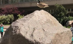 All Hail The Almighty Goose