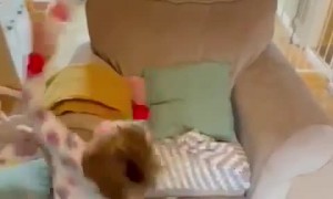 Tantrum Backfires on Toddler