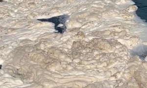Duck Frees Itself From Foam