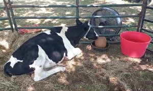 How to Spoil Your Cattle