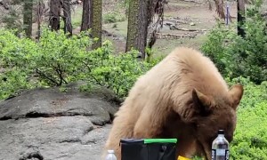 Bear Helps Itself to Snacks at Picnic Table