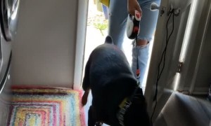 Small Dog Security System