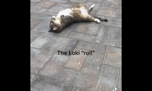 Roly Poly Cat