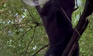 Bear Eats From Bird Feeder