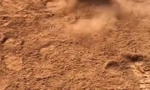 Dog Loves Rolling Around in Dirt