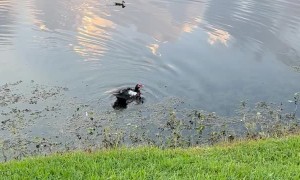 Helping a Duckling Return to Mother That was Caught by Weimaraner