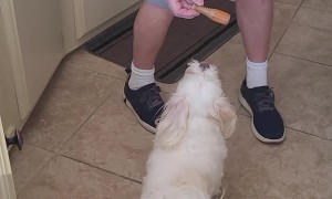 Dog Jumps for Joy Over New Toys
