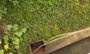 Cat Uses Homemade Elevator to Explore the Garden