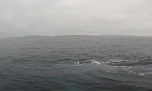 Paddleboarder Meets a Blue Whale