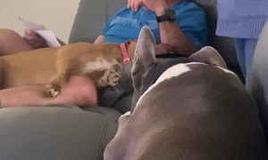 Fooling Dad Using Fake Letter About Mowing Ban