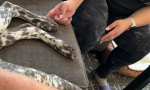 Tickling Dog's Paw Causes Collateral Damage