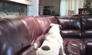 Playful Pups Bounce Around Couch