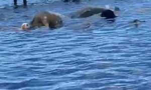 Herd of Manatees Startles Swimming Dog