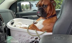 Boxer Chills in Basket