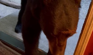 Polite Bear Closes The Door