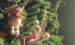 Cat Plays in Christmas Tree