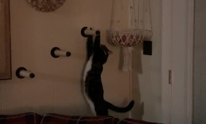 Cat Can't Quite Climb into Bed