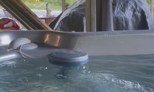 Tree Frog Spies on Hot Tub