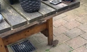 Real Life Tom and Jerry with Kittens