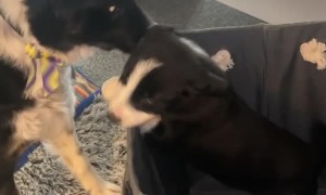 Puppy Meets Her New Sister