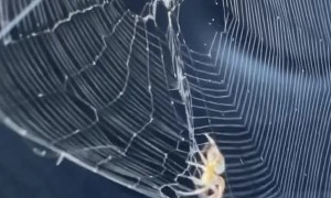 Big Spider Spins Web on Passenger Side