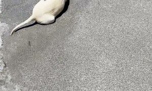 Lucy the Yellow Lab Puppy's First Trip to the Beach