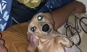 Daday the Dog Plays Peek-a-Boo