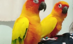 Sun Conures Have Dance Party