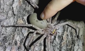 A Huntsman Spider Gets A Gentle Pat
