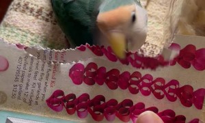 Lovebird Makes Pretty Paper Tail
