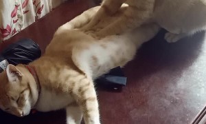 Therapawtic Cat Massage