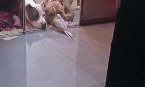 Dogs Listen Intently to Cockatiel Concert