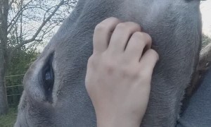 Delighted Donkey Gets Some Love