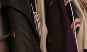 Clothes Closet Infested with Roaches