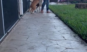 Rescuing Puppies Found in a Garbage Bin