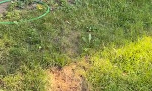 Squirrel Trapped in Hot Tub is Saved