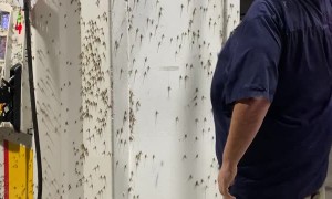 Gathering Mayflies to Feed Chickens