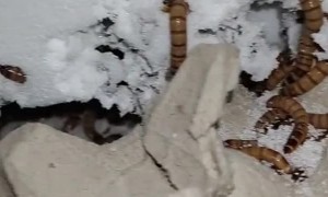 Worms That Eat Plastic