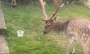 The Cat, The Fox and The Deer