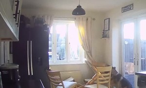 Dog Falls Off Kitchen Table