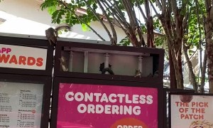 Squirrel Family Resides in Dunkin' Menu