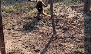 Anteater Follows Instructions
