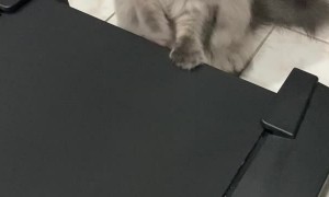 Cat Timidly Tries Out Treadmill