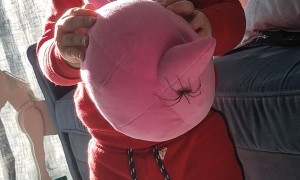Kiddo is Oblivious to Big Spider on Stuffed Toy