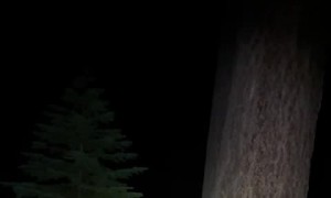 Black Bear Gets to Keep Bread