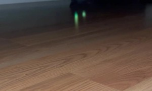 What my Cat is Doing at 3 am