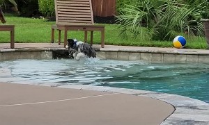 Huckleberry the Puppy Discovered the Pool