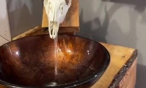 Deer Skull Bathroom Faucet